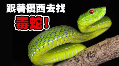 台灣最毒的蛇排名 三個人拍照
